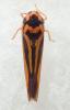 Cicadellini inconnu